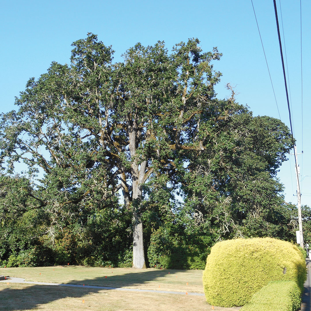 burkhart oak